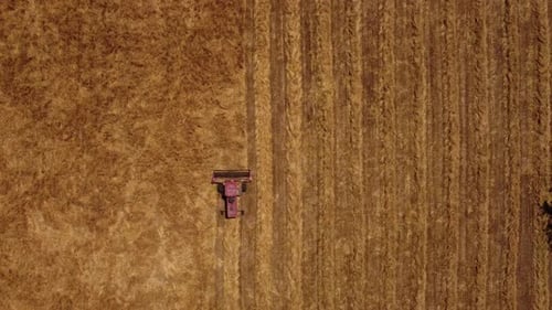 Aerial top-down rising over red tractor mowing cutting grass on golden field