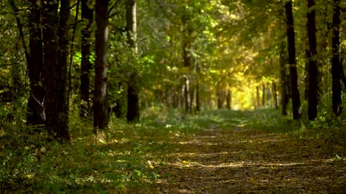 A Forest Path in an Autumn Forest Against the Backdrop of a Yellow Alley