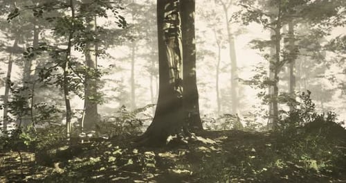 Sunlight Filtering Through Trees in a Peaceful Forest During Daytime