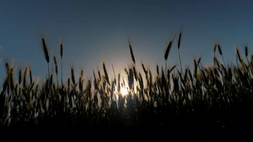 Slow motion of a beautiful yellow wheat plant moving at golden light sunset on eco farmland field.