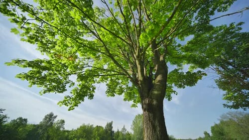A Maple Tree in a City Park View in Motion