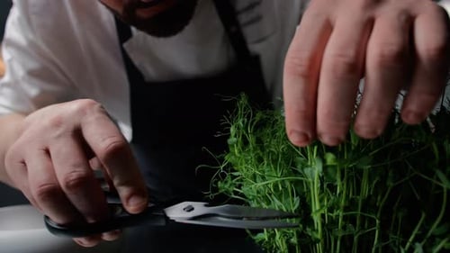 Chef Cuts Fresh Microgreens with Scissors in Kitchen