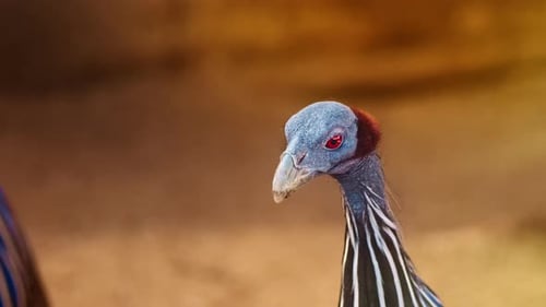 Geier-Perlhuhn 4k