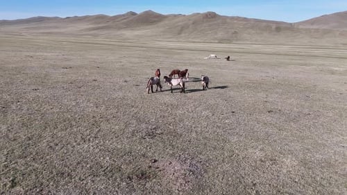 Mongolian Steppe Horses