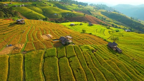 Drone sobrevoando um campo de terraços de arroz verde na zona rural
