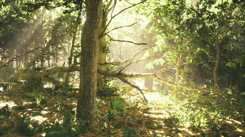 Cadre forestier paisible avec des épicéas lumineux et des branches délicates