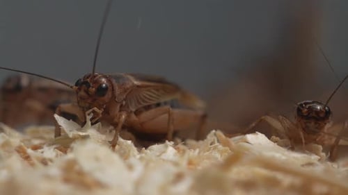 Live Crickets 04