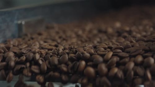 Roasted coffee beans falling from conveyor belt
