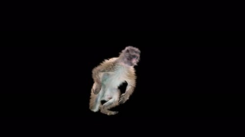 Realistic Animated Monkey Primate Walking and Standing