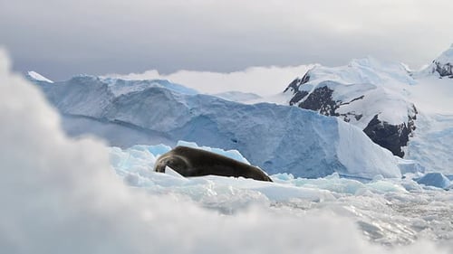 Leopard Seal resting on a floating iceberg in Antarctica