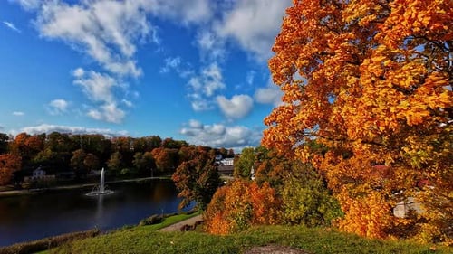 Water pond with fountain and golden maple tree, panning view