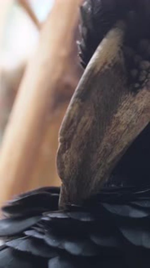Ground Hornbill Preens its Feathers Up Close