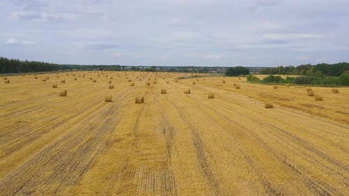 Field with Haystacks After Harvest Rural Landscape