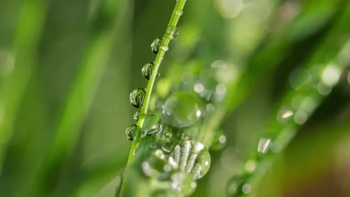 time lapse of morning dew evaporates on a blade of grass