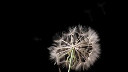 Dandelion Seeds Floating on Black Background