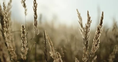 Dried Grass Seeds at Wintertime Close Up Shot on a Bright Sunny Day