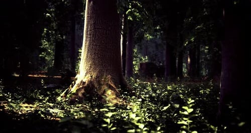 Majestic Tree in Serene Forest at Golden Hour Showcases Natures Beauty