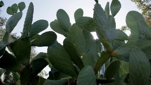 Sun Shining Through Large Cactus Plants