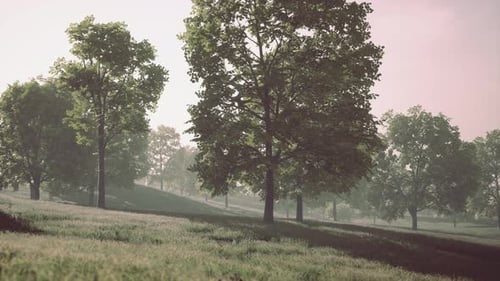 Green Park in City at Sunset