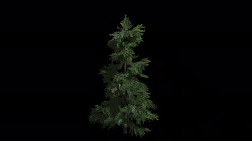 Animated Cedrus Tree Wind With Transparent Background. Alpha Channel In 4k