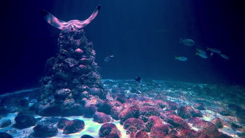 Stingray Glides Over Underwater Coral Reef