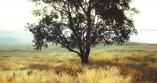 Peaceful Lone Tree in Golden Field Moving Background