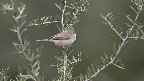 The lesser whitethroat Curruca curruca perched on bush