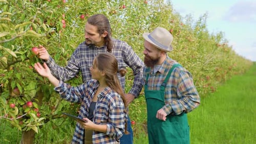 Front View Help Modern Devices 3 Young Farmers Family Stand Near Apple Tree Check Quality Crop