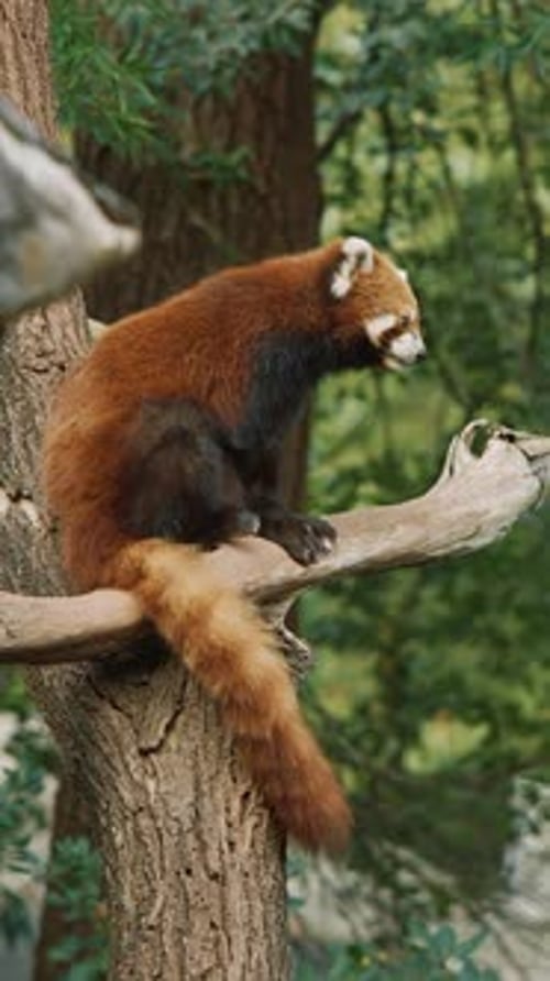 Red Panda sitting on tree branch outdoors