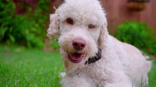 White Dog Looking at Camera. Close Up of Dog Face on Green
