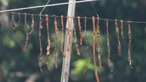 Drying Strips of Meat in a Rural Setting