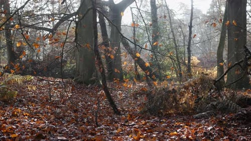 A beautiful spot in a wooded forest. SLOW MOVING DOLLY SHOT.