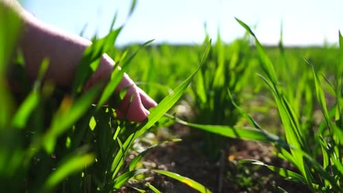 Male Farmer Hand Touches Young Shoots of Wheat Controls Quality of Crop Green Shoots Touch with Hand