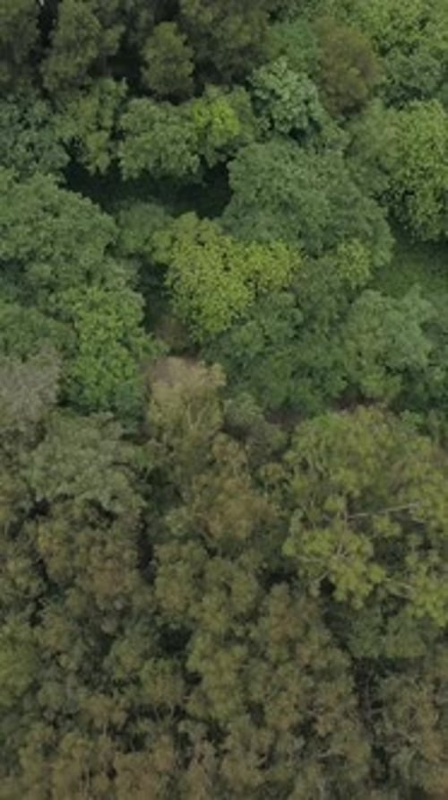 Vertical Video of Spring Forest Top View