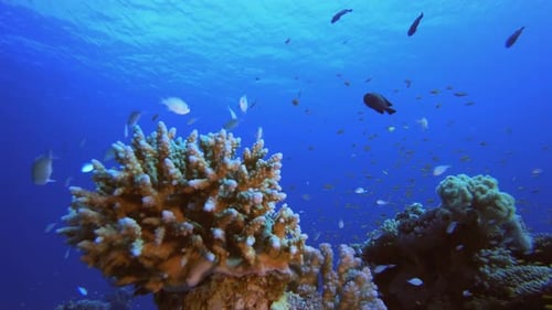 Tropical Fish Coral Reef