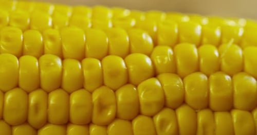 grains of corn and wheat and popcorn on a wooden table.
concept of organic agriculture and genuin