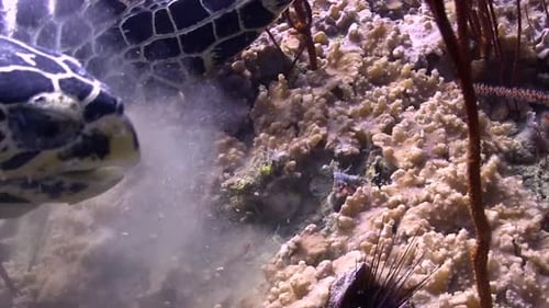 Sea Turtle Grazing near Coral Reef Underwater