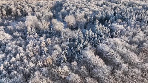 Aerial View of Winter Forest Covered with Snow