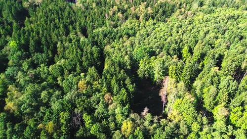 aerial view top down of lush green forest in summer, 4k