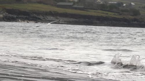 Seagull flies above wild sea, waves breaking and hitting sandy shore, cold day in Ireland, small tow