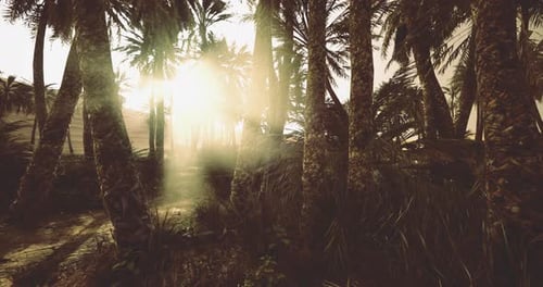 Golden Sunbeams in a Tropical Palm Forest