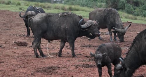 Manada de
búfalos africanos del Cabo alimentándose de la naturaleza salvaje en Kenia, África Oriental. Disparo estático