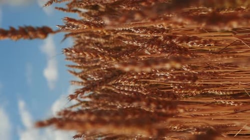 Wheat Field Blowing Gently in Breeze