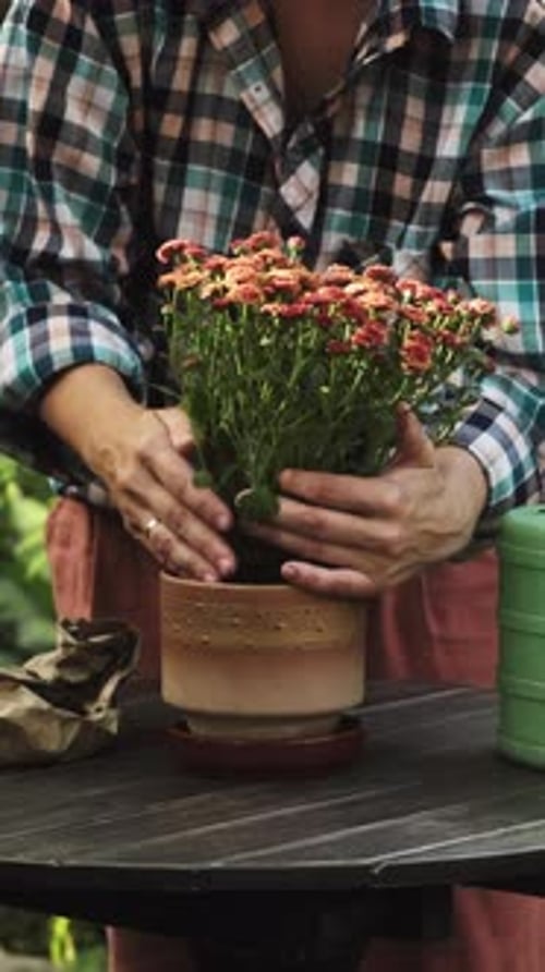 Vertical Video Female Hands Repotting Flowering Plant in Summer Backyard Garden