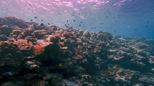 Marine Fishes in Coral Reef Nature Swimming in Blue Sea Water of Tropic Ocean