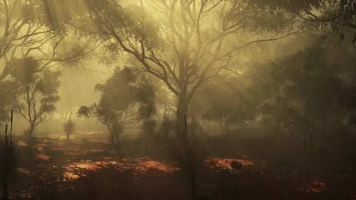 A Misty Forest with Dense Foliage and Towering Trees