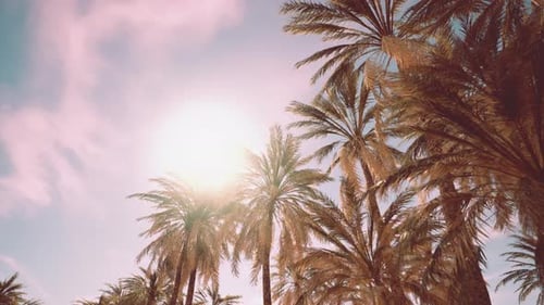 Sunlight Through Palm Trees in Tropical Nature Scene