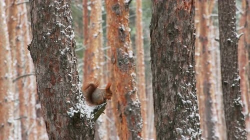 Red Squirrel Eating Nut on Pine Tree in Winter Forest. Wild Squirrel Feeding on Tree Trunk