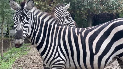 Zebras Playfully Roam a Zoo Habitat During the Afternoon