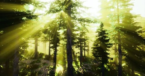 Sunlight Beams Filtering Through a Dense Forest During the Early Morning